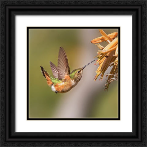 Hummingbird Black Ornate Wood Framed Art Print with Double Matting by Ji, Shirley