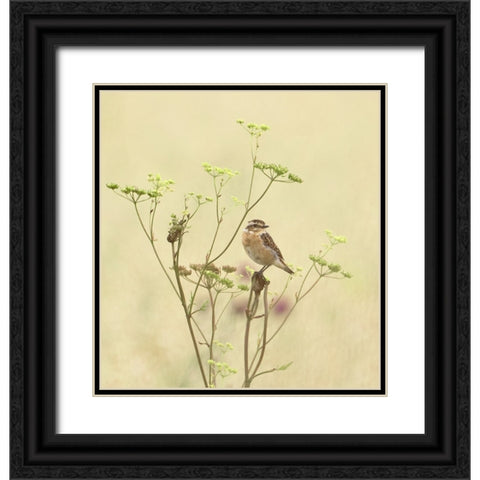 Whinchat Black Ornate Wood Framed Art Print with Double Matting by Puum, Mati