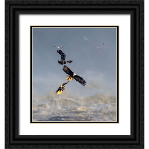 Bald Eagles Black Ornate Wood Framed Art Print with Double Matting by Li, Yunqiang