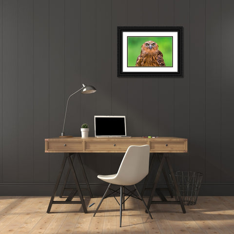 Buffy Fish Owl Potrait Black Ornate Wood Framed Art Print with Double Matting by Lip Mun, Chong