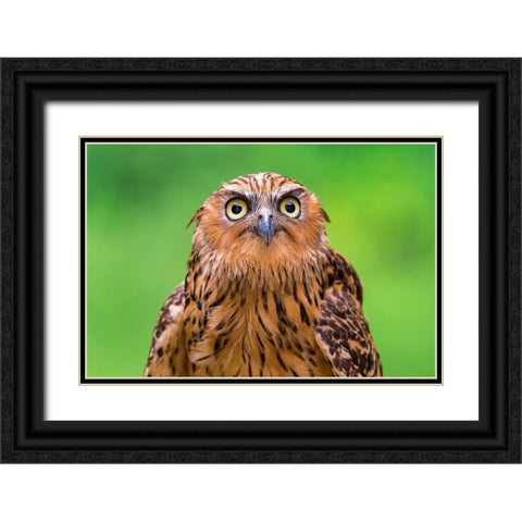Buffy Fish Owl Potrait Black Ornate Wood Framed Art Print with Double Matting by Lip Mun, Chong