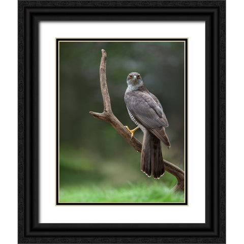 Goshawk Black Ornate Wood Framed Art Print with Double Matting by Rand, Larissa