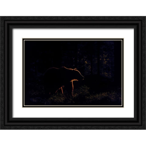 Brown Bear In Backlight Black Ornate Wood Framed Art Print with Double Matting by Rand, Larissa