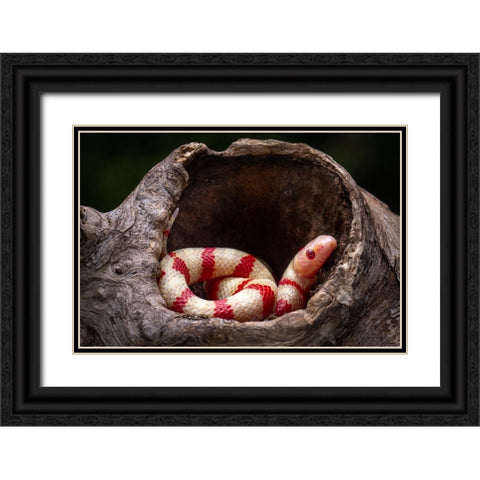 Red And White Snake Black Ornate Wood Framed Art Print with Double Matting by Setiadi, Ajar
