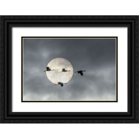 Flying High Black Ornate Wood Framed Art Print with Double Matting by Fan, John