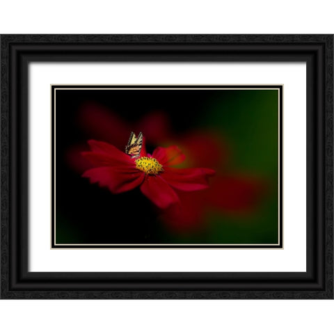 Butterfly Love Flower Black Ornate Wood Framed Art Print with Double Matting by Ren, Yuzheng