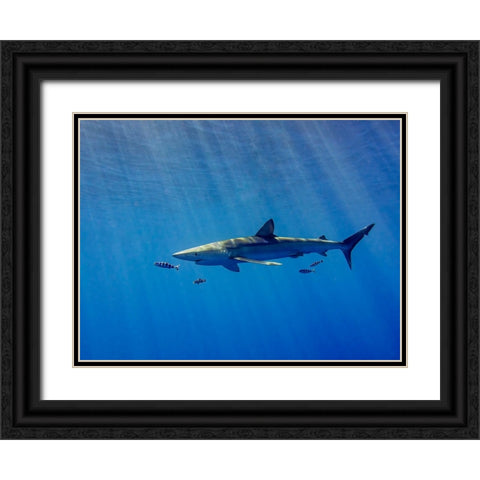 Under A Ray Of Sunlight Black Ornate Wood Framed Art Print with Double Matting by Abreu, Fernando