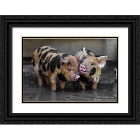 Dirty Gossip In The Pool Black Ornate Wood Framed Art Print with Double Matting by Van Den, Gert