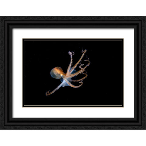 Juvenile North Pacific Giant Octopus Black Ornate Wood Framed Art Print with Double Matting by Ichinoseki, Sayaka