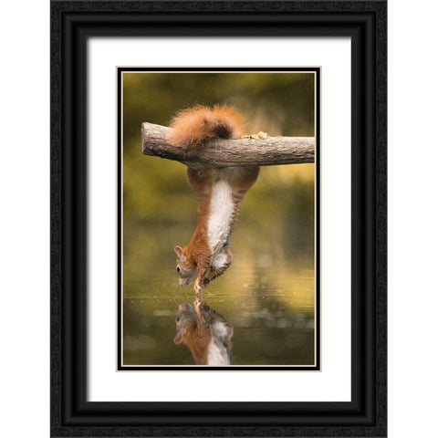 Hanging Squirrel Black Ornate Wood Framed Art Print with Double Matting by Colemont, Niki