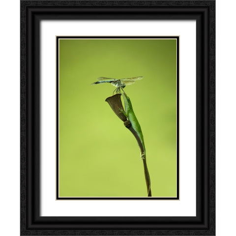 Keep Your Mouth Close Black Ornate Wood Framed Art Print with Double Matting by Teng, Gerri