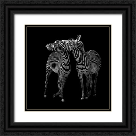 Zebras Dance Black Ornate Wood Framed Art Print with Double Matting by Tsikiridis, Georgios