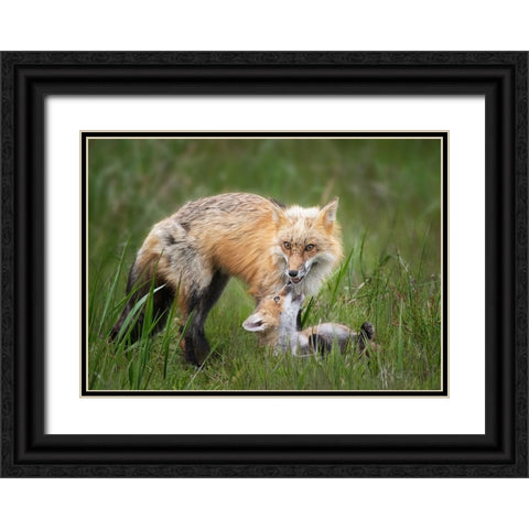 Foxes Black Ornate Wood Framed Art Print with Double Matting by Ji, Shirley