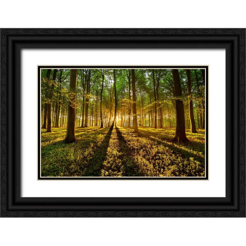 Forrest Light Black Ornate Wood Framed Art Print with Double Matting by Keller