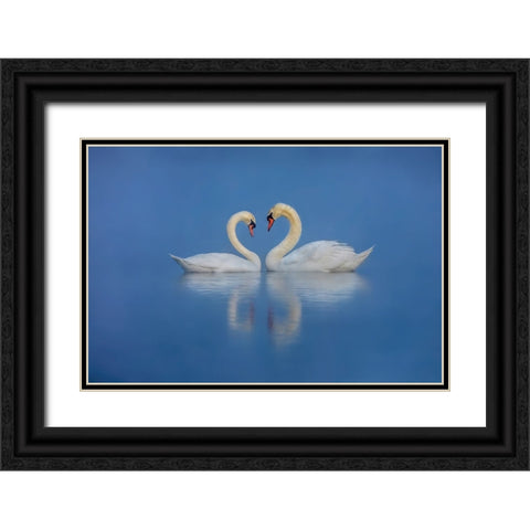 Swans Love Black Ornate Wood Framed Art Print with Double Matting by Liu, Wei