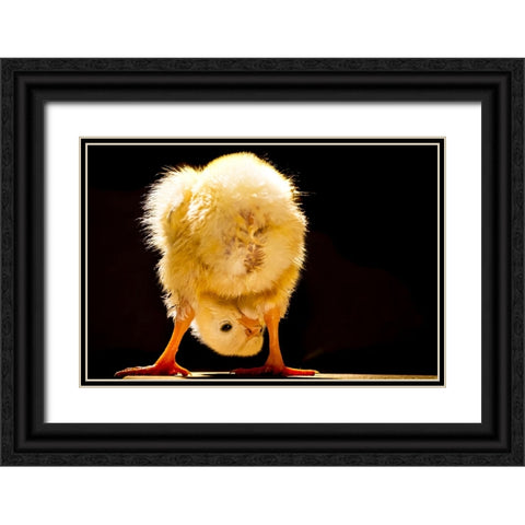 Funny chick Black Ornate Wood Framed Art Print with Double Matting by Meligy, Bassant