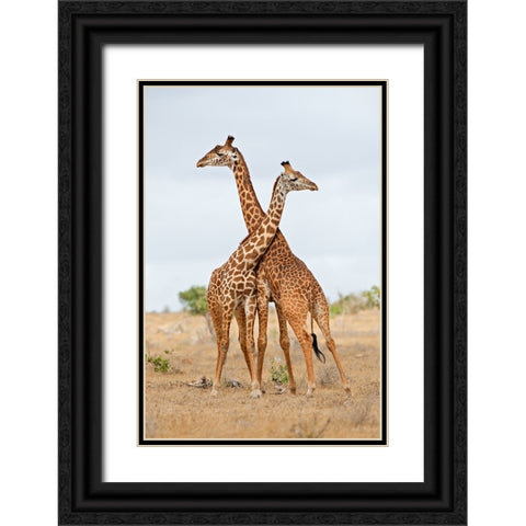 Necks Black Ornate Wood Framed Art Print with Double Matting by Pozzi, Marco