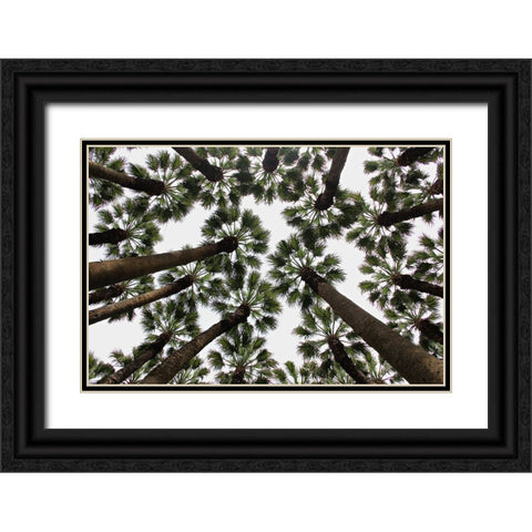 Trees Black Ornate Wood Framed Art Print with Double Matting by Dogu Sayli, Umut