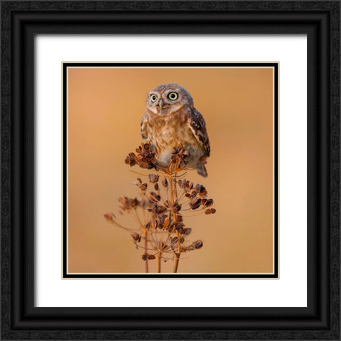 Little Owl Black Ornate Wood Framed Art Print with Double Matting by Manusevich, David