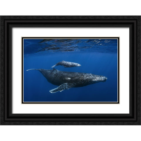 Humpback Whales Black Ornate Wood Framed Art Print with Double Matting by Peneau, Cedric