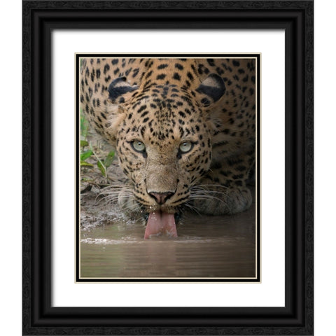 A Mesmerising Gaze Of The Fierce Black Ornate Wood Framed Art Print with Double Matting by Rawat, Chaitanya