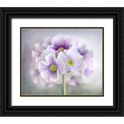 Primula Black Ornate Wood Framed Art Print with Double Matting by Disher, Mandy