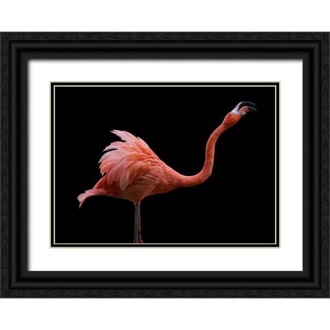 Flamingo Black Ornate Wood Framed Art Print with Double Matting by Tsikiridis, Georgios