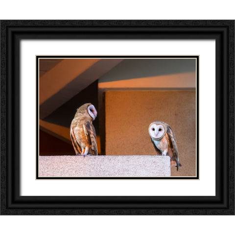 American Barn Owl Black Ornate Wood Framed Art Print with Double Matting by Taksing