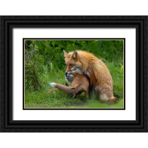 Red Fox Black Ornate Wood Framed Art Print with Double Matting by Huang, Johnson