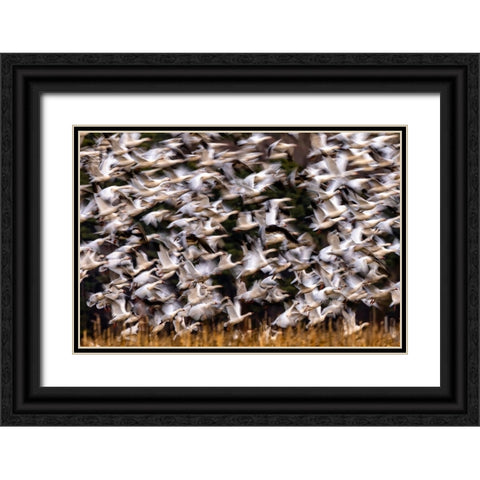 Snow Geese In Slow Motion Black Ornate Wood Framed Art Print with Double Matting by Zhang, Xiaohong