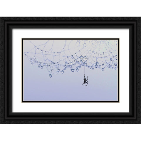 Trasparency Black Ornate Wood Framed Art Print with Double Matting by Pizzocaro, Giorgio