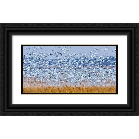 Snow Geese At Dusk Black Ornate Wood Framed Art Print with Double Matting by Zhang, Xiaohong