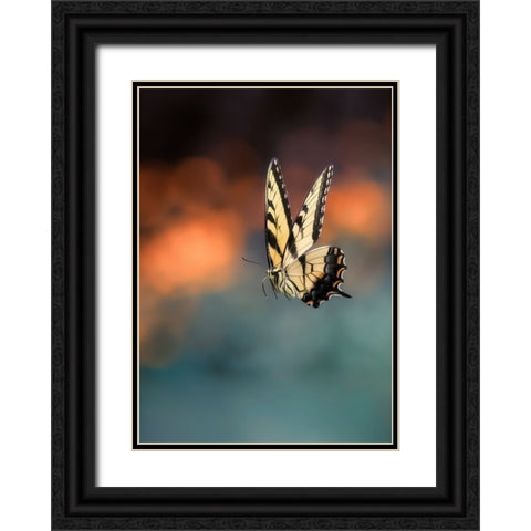 Flying Butterfly Black Ornate Wood Framed Art Print with Double Matting by Shen, Yanyu