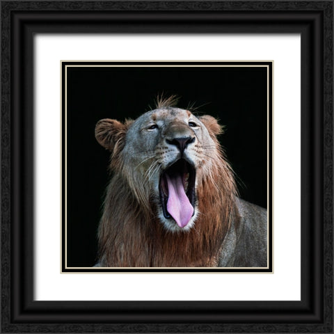 Yawning Black Ornate Wood Framed Art Print with Double Matting by Liang Wong, Twee