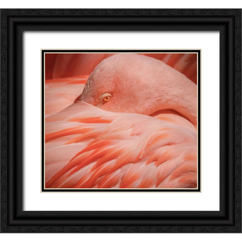 Portrait of a Pink Flamingo Black Ornate Wood Framed Art Print with Double Matting by Wechsler, Robin