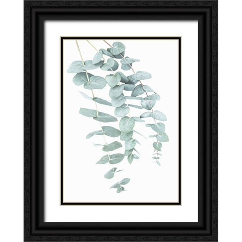 Eucalyptus I Black Ornate Wood Framed Art Print with Double Matting by Pienaar, Kathrin