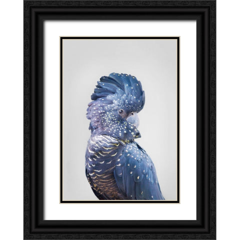 Black Cockatoo Black Ornate Wood Framed Art Print with Double Matting by Pienaar, Kathrin