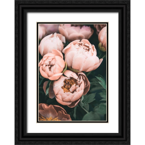 Coral Peonies Black Ornate Wood Framed Art Print with Double Matting by Pienaar, Kathrin