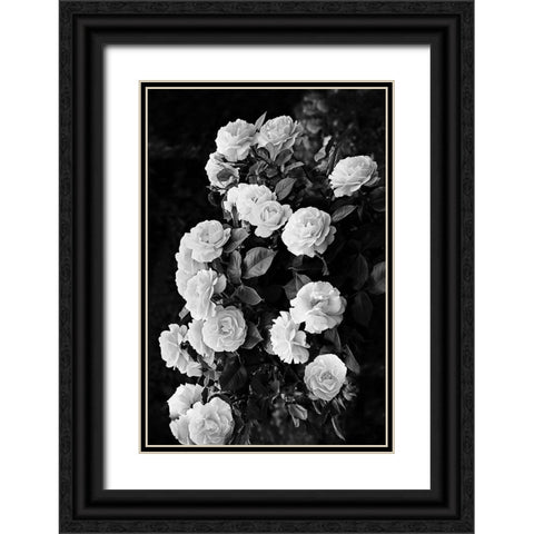 Rose Bush Black Ornate Wood Framed Art Print with Double Matting by Pienaar, Kathrin