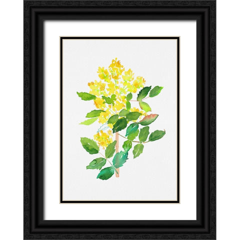 Oregon grape or Mahonia aquifolium botanical painting Black Ornate Wood Framed Art Print with Double Matting by Kata Botanical