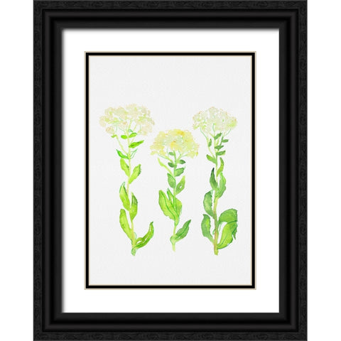 Hoary cress or Lepidium draba botanical painting Black Ornate Wood Framed Art Print with Double Matting by Kata Botanical