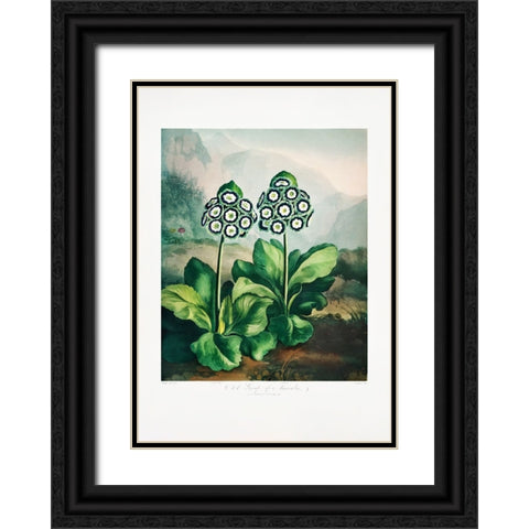 A Group of Auriculas from The Temple of Flora 2 (1807) Black Ornate Wood Framed Art Print with Double Matting by Pictufy
