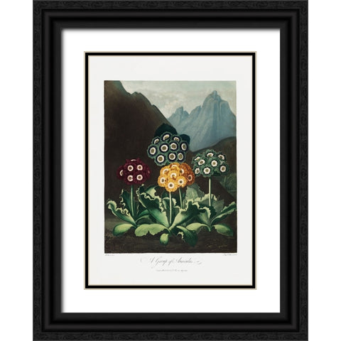 A Group of Auriculas from The Temple of Flora (1807) Black Ornate Wood Framed Art Print with Double Matting by Pictufy