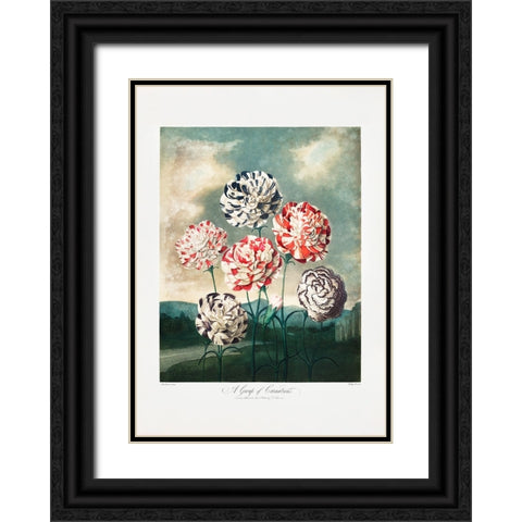 A Group of Carnations from The Temple of Flora (1807) Black Ornate Wood Framed Art Print with Double Matting by Pictufy