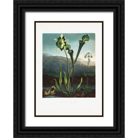 American Bog Plants from The Temple of Flora (1807) Black Ornate Wood Framed Art Print with Double Matting by Pictufy