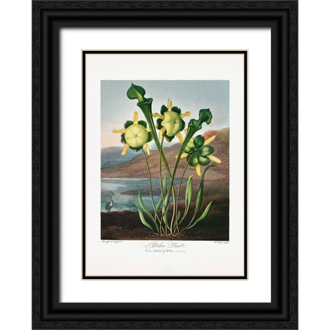 Pitcher Plant from The Temple of Flora (1807) Black Ornate Wood Framed Art Print with Double Matting by Pictufy