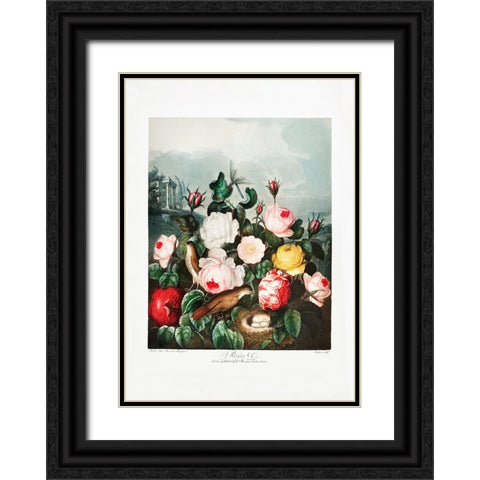 Roses from The Temple of Flora (1807) Black Ornate Wood Framed Art Print with Double Matting by Pictufy