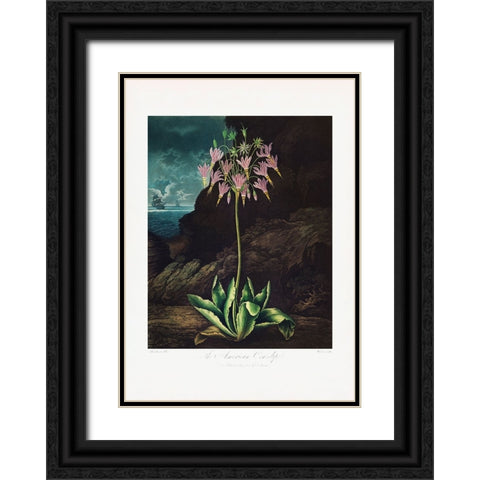The American Cowslip from The Temple of Flora (1807) Black Ornate Wood Framed Art Print with Double Matting by Pictufy