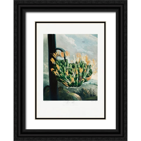 The Aloe from The Temple of Flora (1807) Black Ornate Wood Framed Art Print with Double Matting by Pictufy