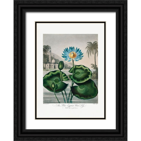 The Blue Egyptian Water-Lily from The Temple of Flora (1807) Black Ornate Wood Framed Art Print with Double Matting by Pictufy